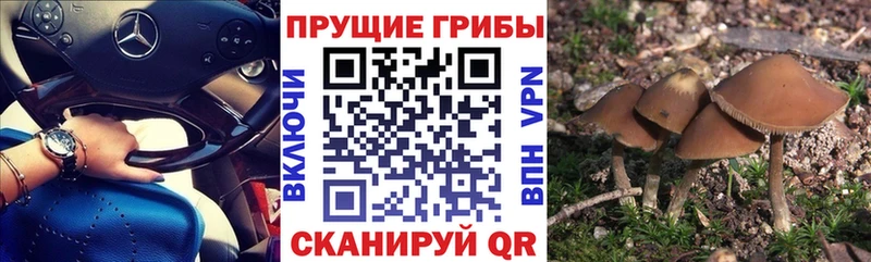 Галлюциногенные грибы Cubensis  Купить закладки  Апшеронск 